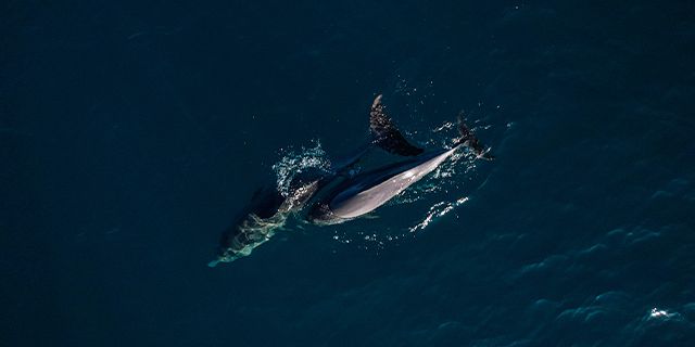 Kayaking dolphins west coast (8)